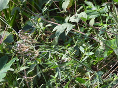 Verbena brasiliensis