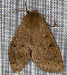 Orthosia arthrolita