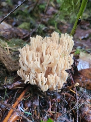Ramaria acrisiccescens