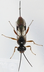 Tersilochinae