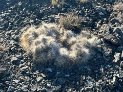Opuntia polyacantha erinacea