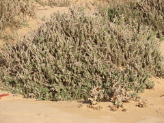 Crucianella maritima