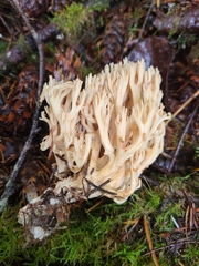 Ramaria acrisiccescens