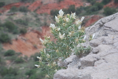 Mentzelia decapetala