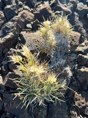 Blepharidachne kingii