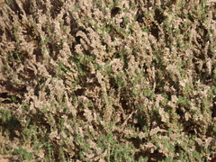 Crucianella maritima