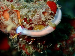 Hypselodoris bullockii