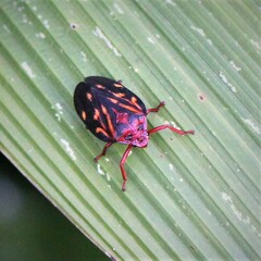 Mahanarva rubropicta