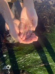 Typhlogobius californiensis