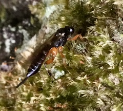 Itoplectis conquisitor