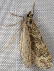 Perizoma custodiata