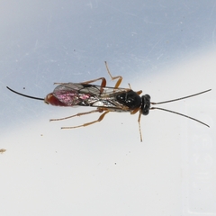 Tersilochinae