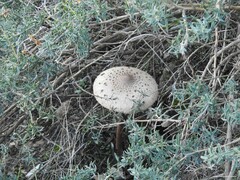 Adenocarpus hispanicus