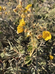 Senna covesii