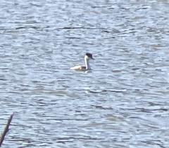 Aechmophorus occidentalis