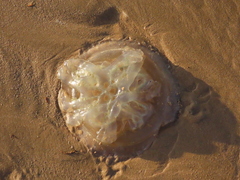 Catostylus tagi