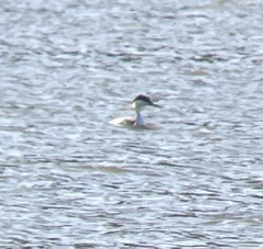 Aechmophorus occidentalis