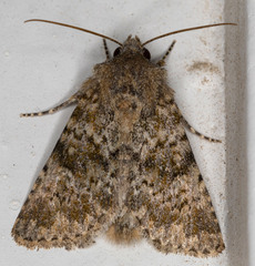 Pseudobryomima fallax