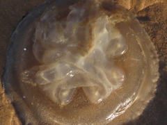 Catostylus tagi