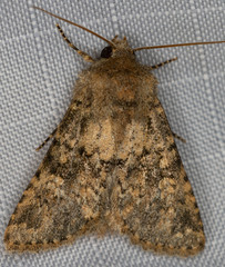 Pseudobryomima fallax