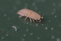 Haplophthalmus danicus