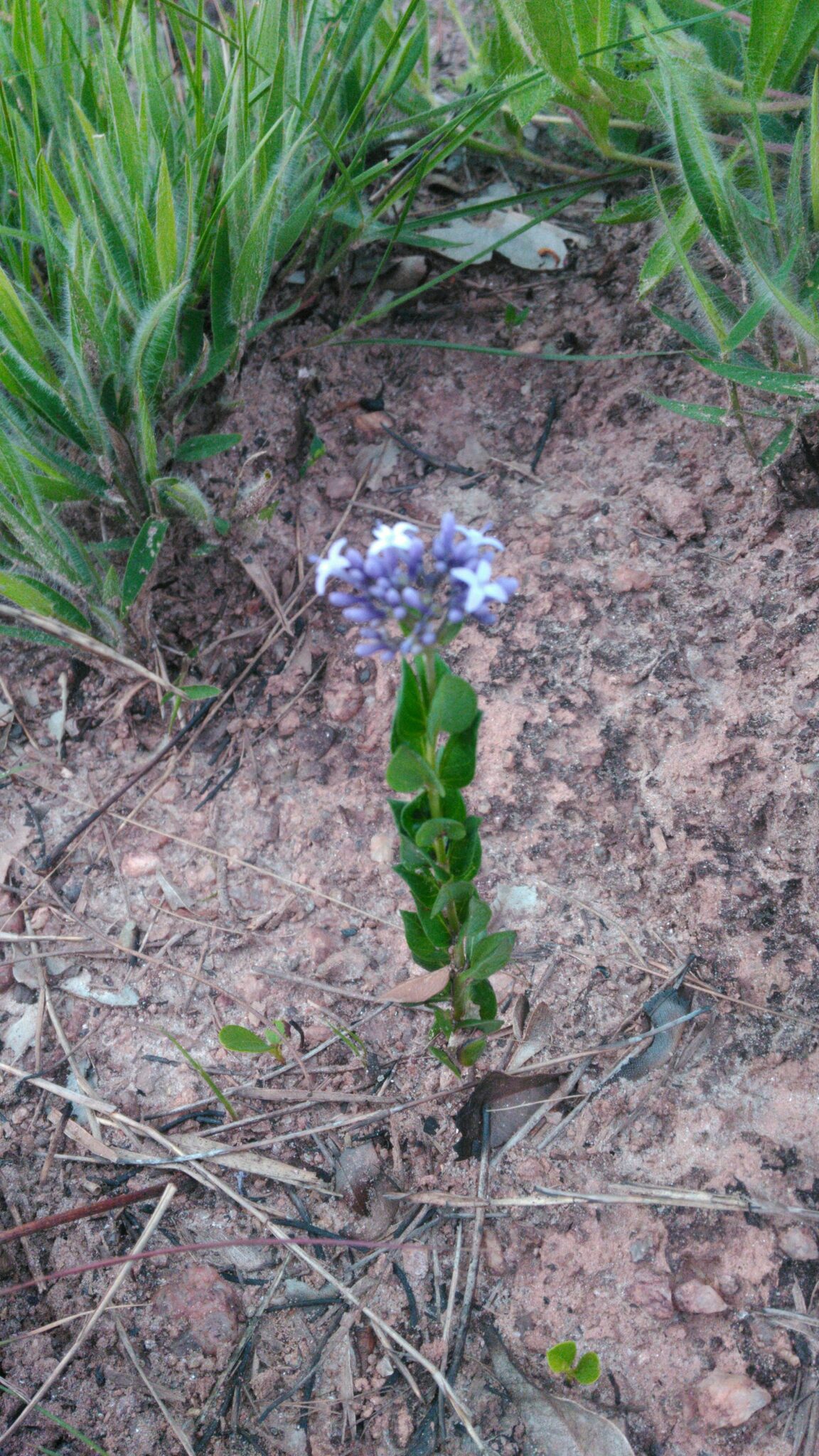 Declieuxia cordigera
