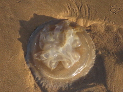 Catostylus tagi