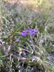 Arthropodium minus