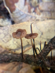 Xeromphalina