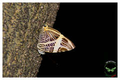 Colobura dirce dirce