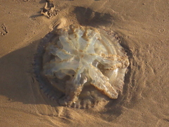 Catostylus tagi