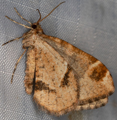 Stamnodes albiapicata