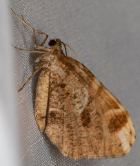 Stamnodes albiapicata