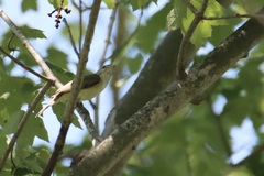 Vireo gilvus
