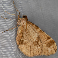 Stamnodes albiapicata