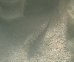 Parapercis australis