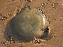 Catostylus tagi