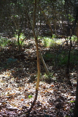 Crataegus marshallii