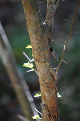 Crataegus marshallii