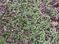Dichondra carolinensis