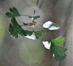 Crataegus marshallii