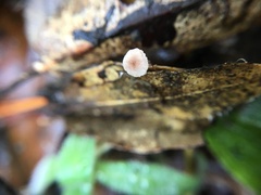 Collybiopsis quercophila