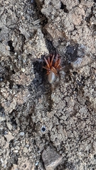 Dysderidae
