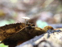 Collybiopsis quercophila