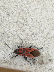 Graptostethus servus