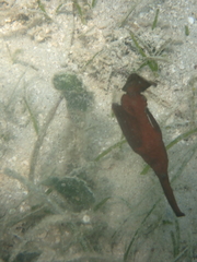 Solenostomus cyanopterus