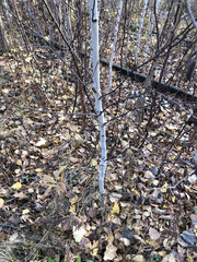 Betula