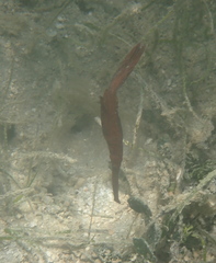 Solenostomus cyanopterus