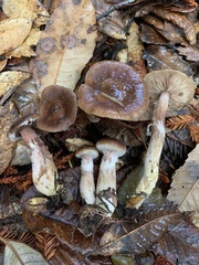 Armillaria nabsnona