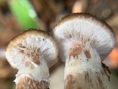 Armillaria nabsnona